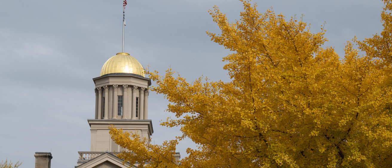 Old Cap Fall Colors 1 Yellow Tree